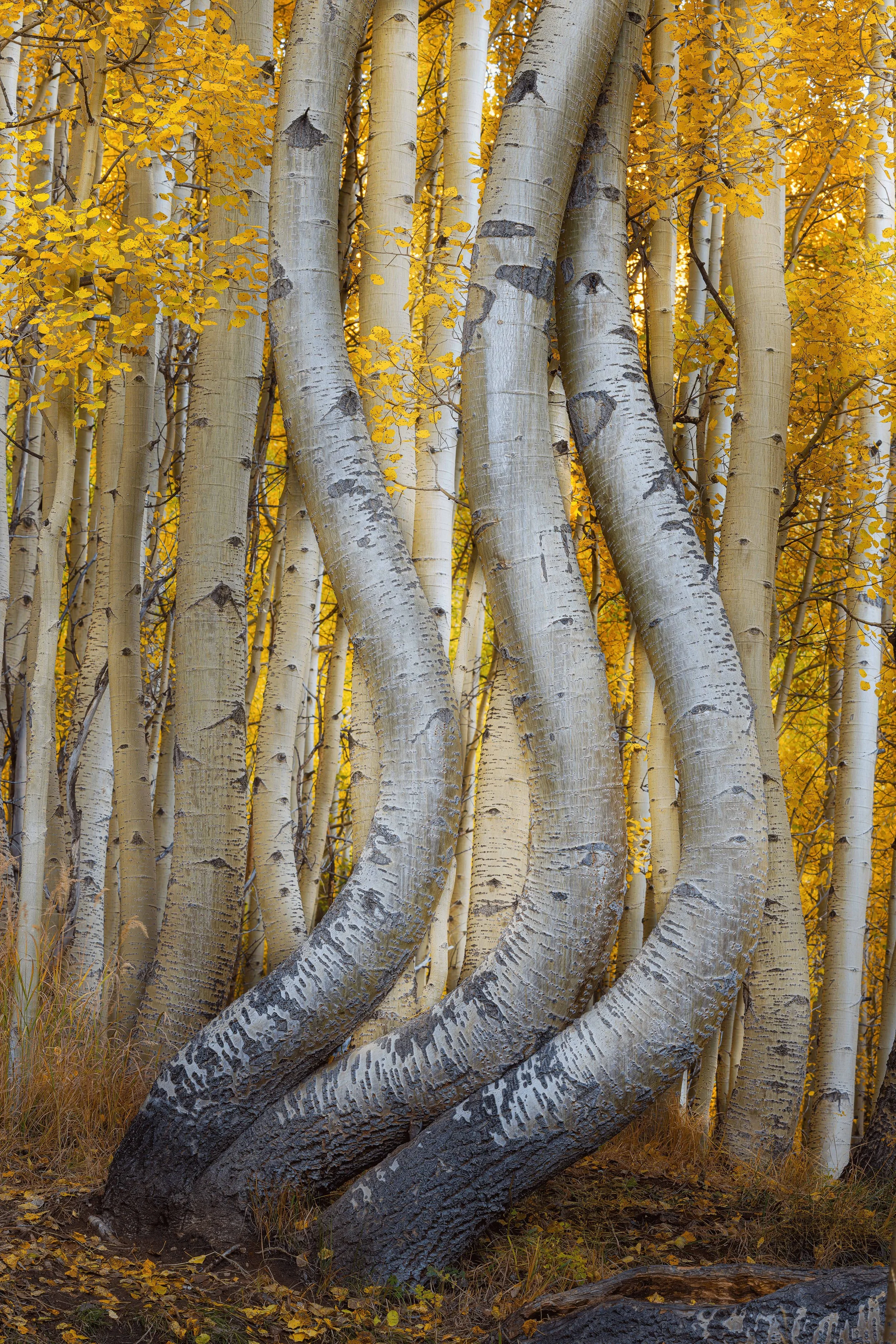 Close-up of white birch trees with yellow autumn leaves in the background, some trees leaning at angles.