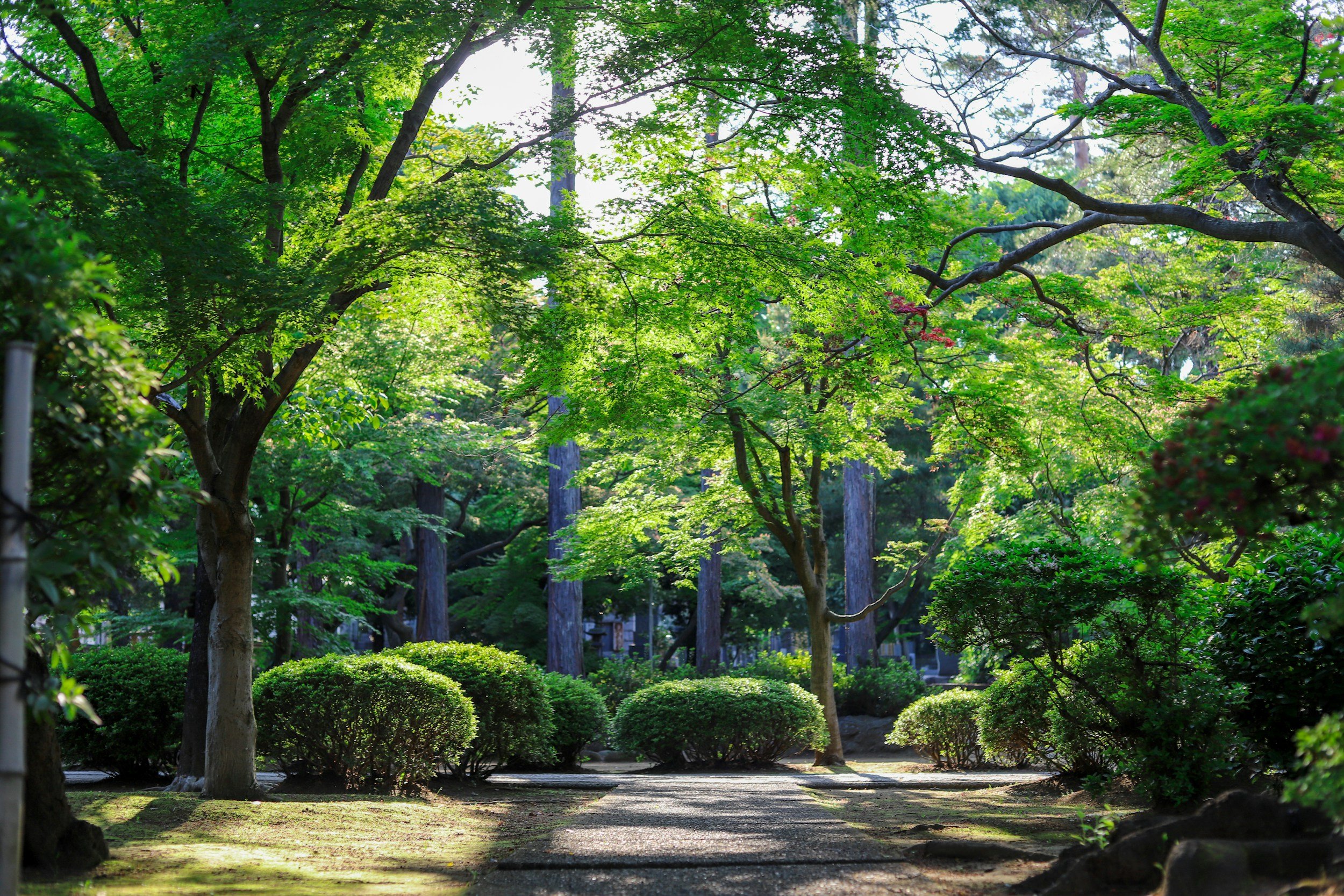 A peaceful garden pathway lined with green bushes and tall trees with leafy branches in sunlight.