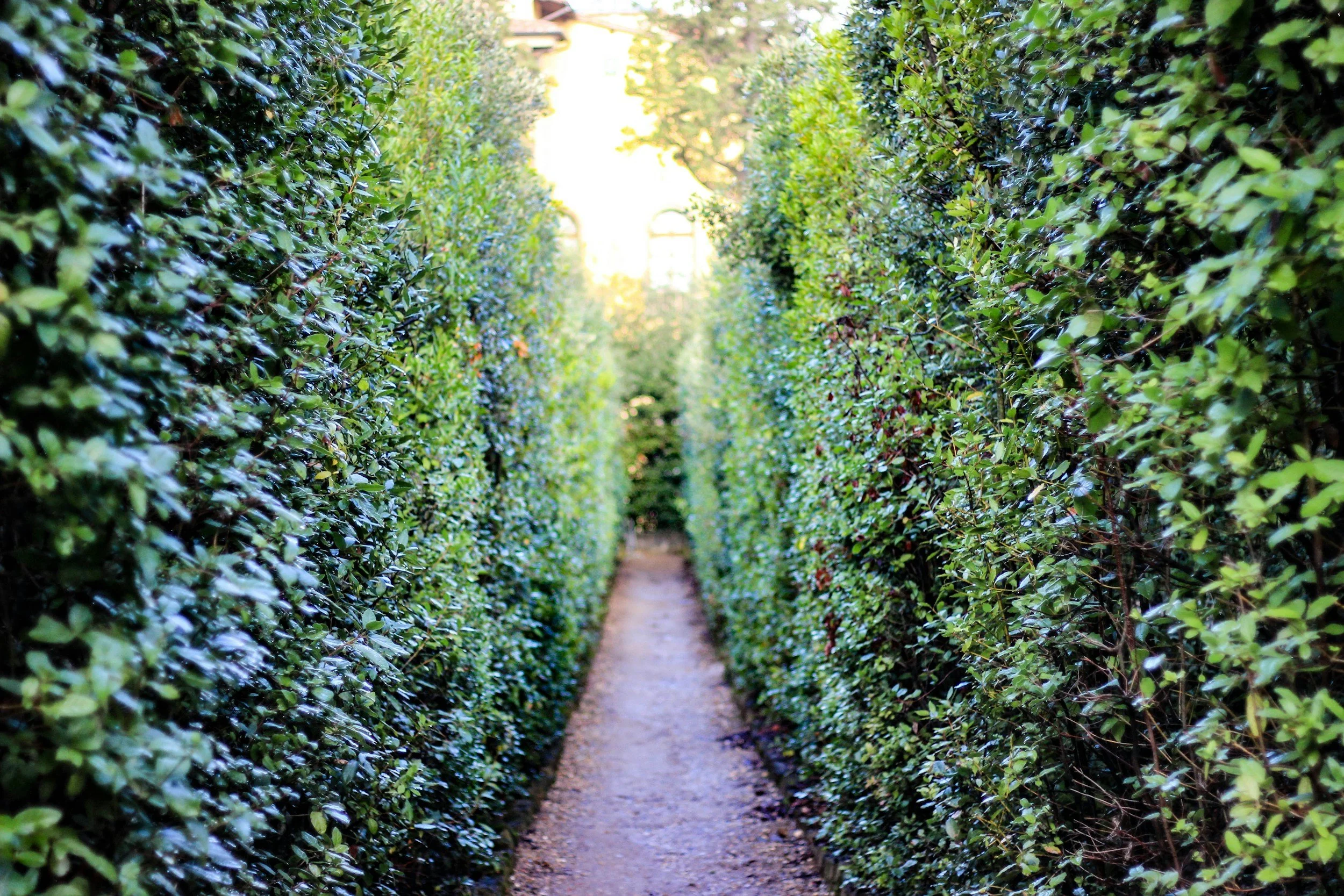 A narrow dirt pathway bordered by tall, green, leafy hedges on both sides, with sunlight shining through the top of the hedges.