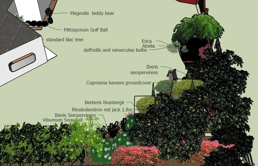 A labeled garden illustration with various plants including a Magnolia teddy bear, Pittosporum golf ball, standard lilac tree, Erica Abelia, daffodils, Ranunculus bulbs, Iberis Sempervirens, groundcover, Berberis thunbergii, Rhododendron red jack, Viburnum Snowball, and other garden features.