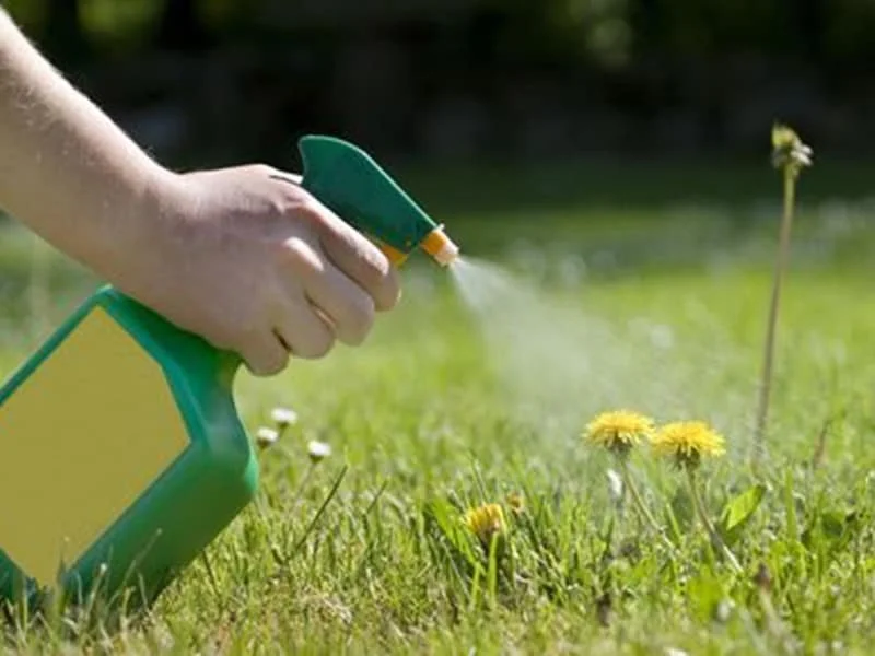 A person spraying weed killer on dandelions in a lawn.