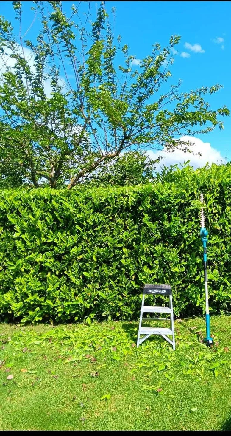 A lush green hedge and a tree under a bright blue sky, with a small step ladder and a long pole with a blue attachment resting against the hedge.