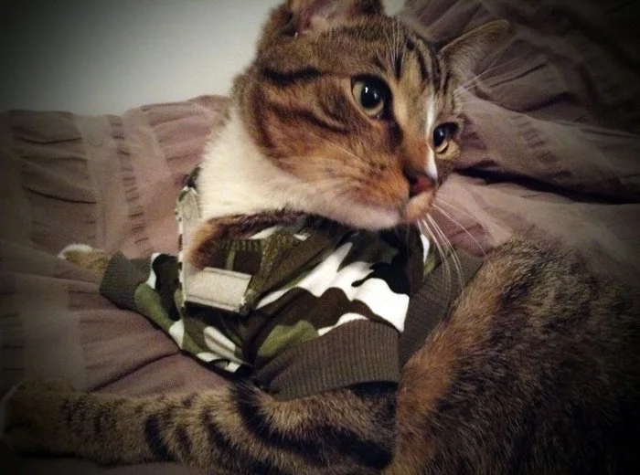 A brown tabby cat wearing a camouflage-patterned sweater, lying on a bed.