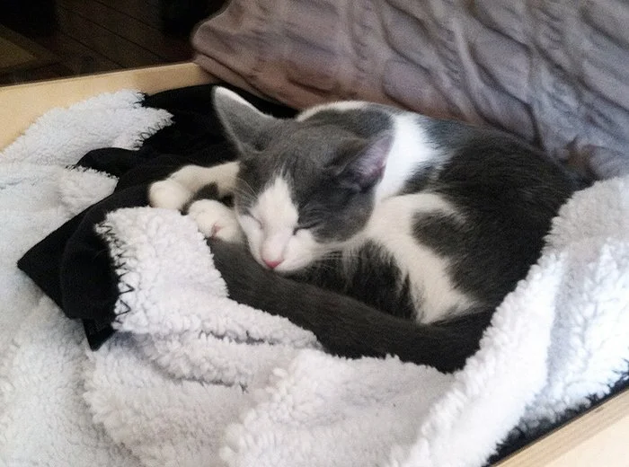 Gray and white cat sleeping curled up on a blanket in a cozy bed.