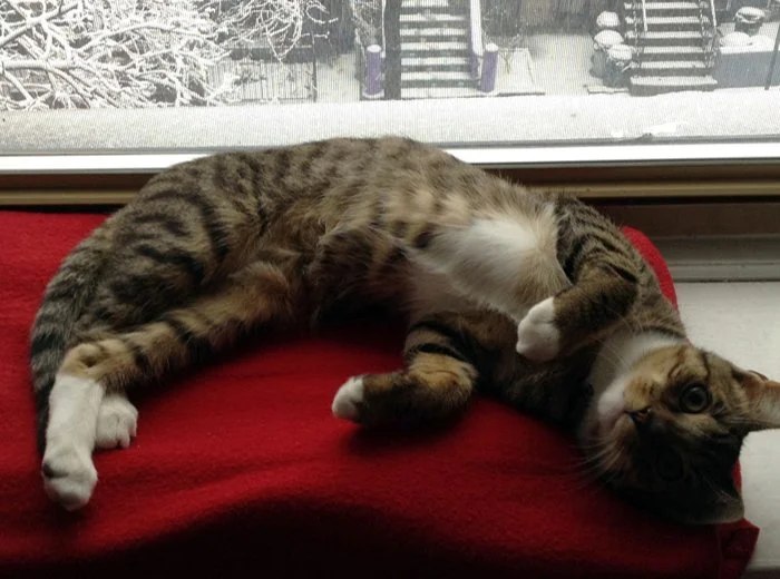 A tabby cat lying on a red cushion near a window, looking at the camera.