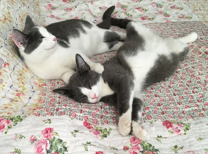 Two black and white cats are sleeping on a floral quilt, relaxing together.