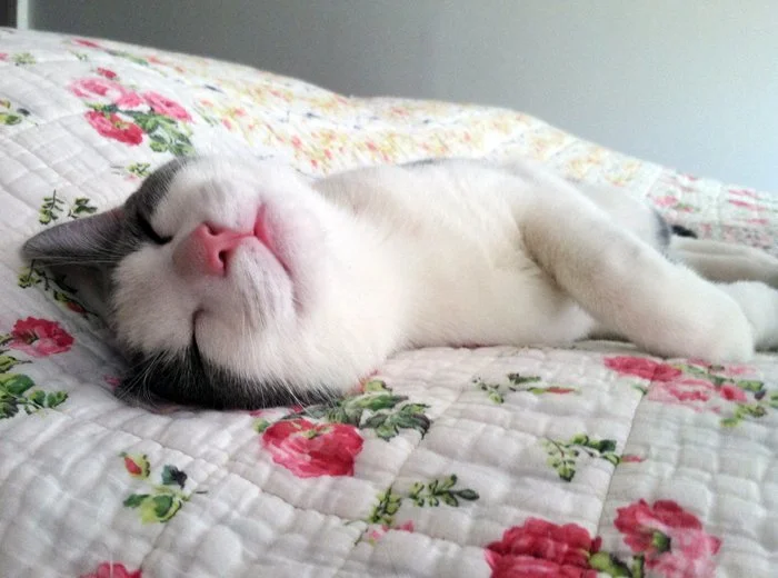 A white and gray cat sleeping on a floral quilted bedspread.