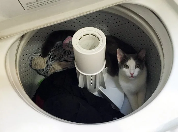 A cat sitting inside a washing machine drum with clothes and laundry items around it.