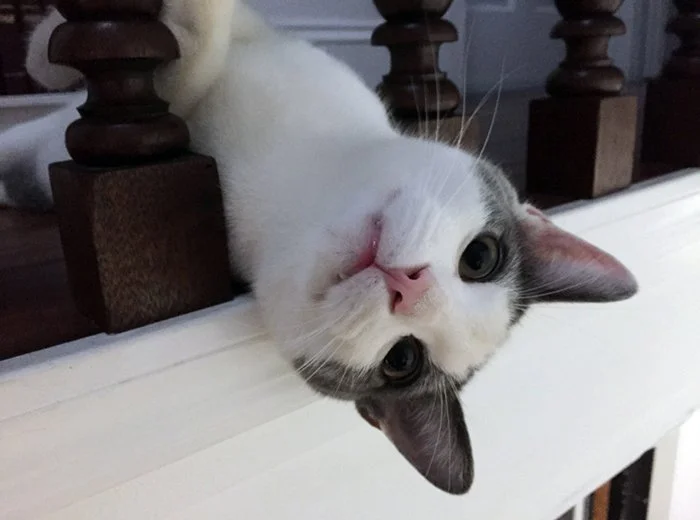Playful gray and white cat hanging upside down over a white wooden railing with a dark woodwork in the background.