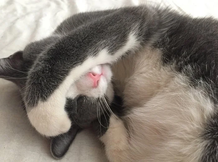 A black and white cat lying on a surface with its hand covering its face, showing its pink nose.
