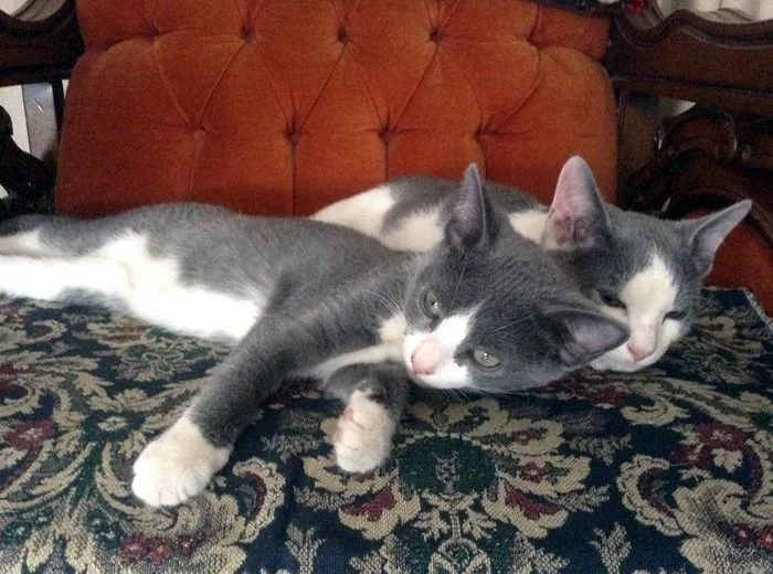 Two gray and white cats resting on a patterned fabric surface, with a tufted orange cushion in the background.