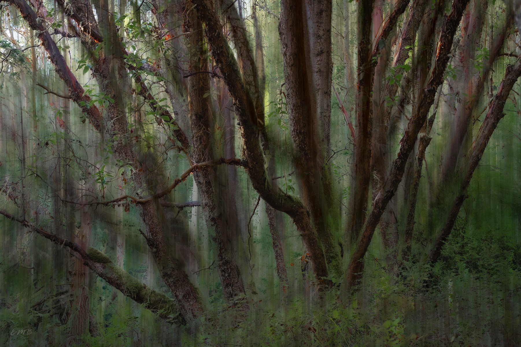 Madrona Trunks softened