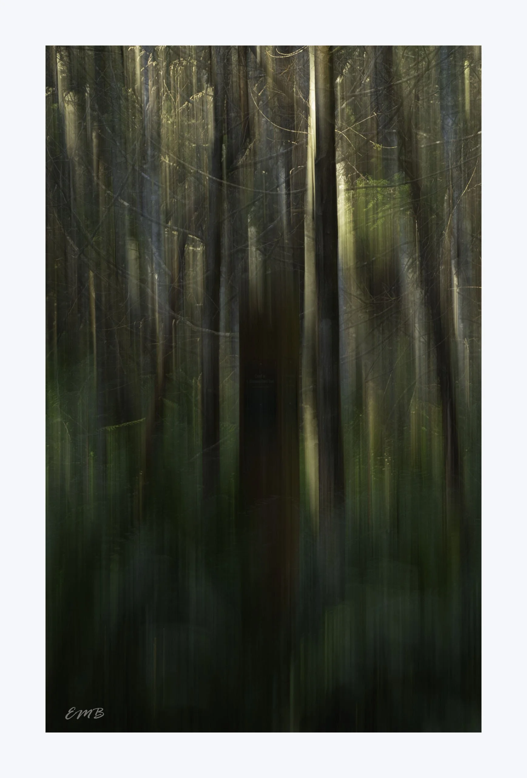 Forest Abstract