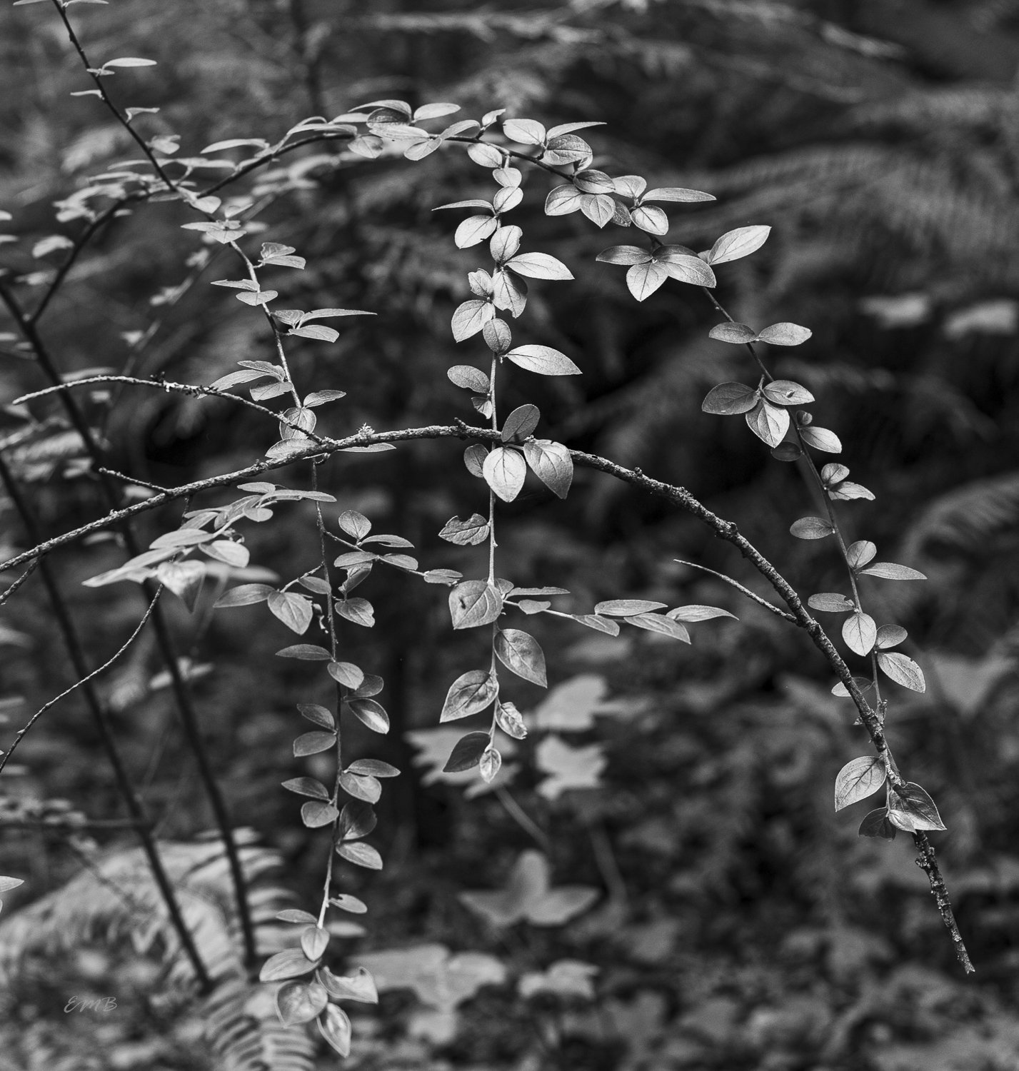 Forest contrasts