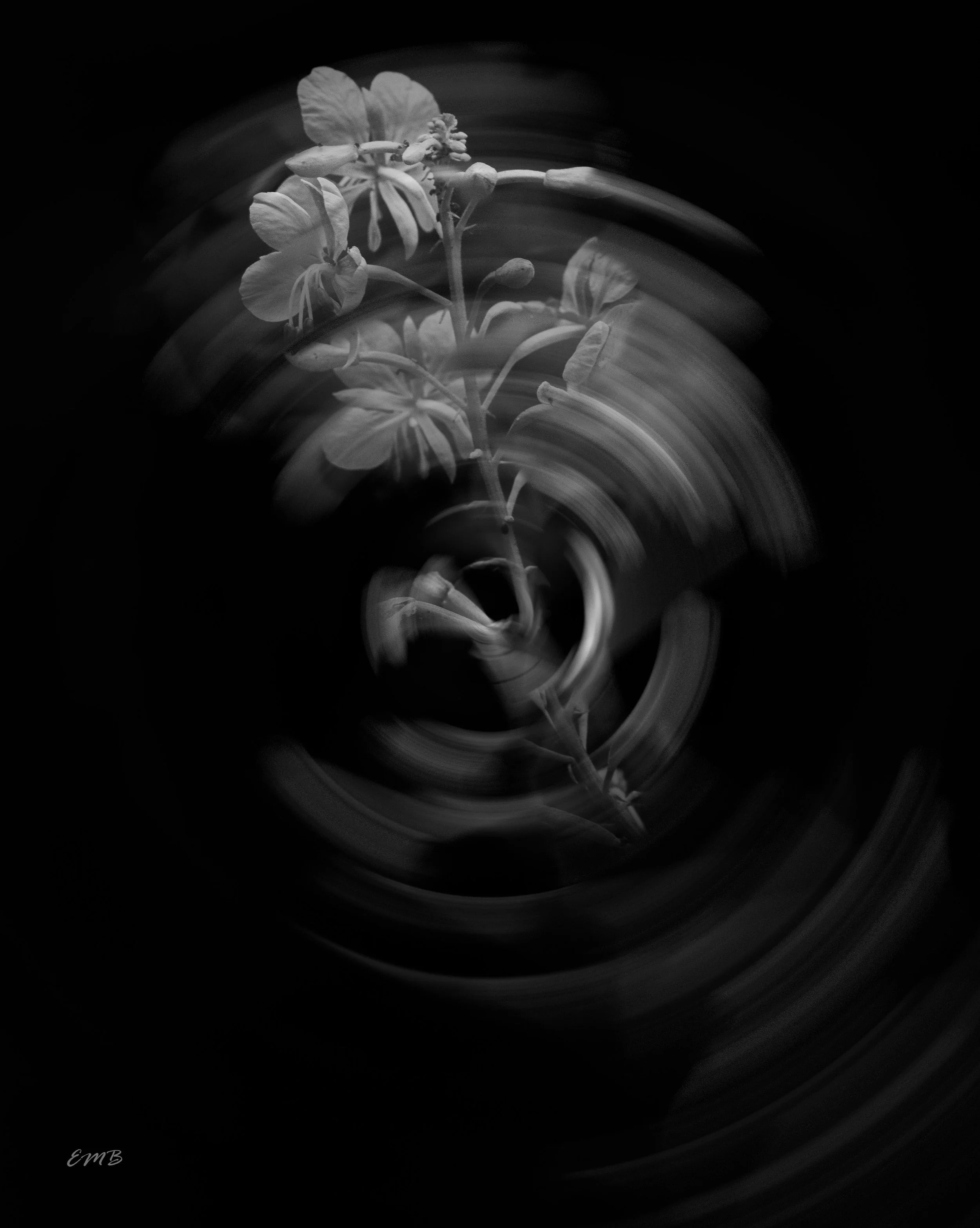 Fire Weed with a twirl