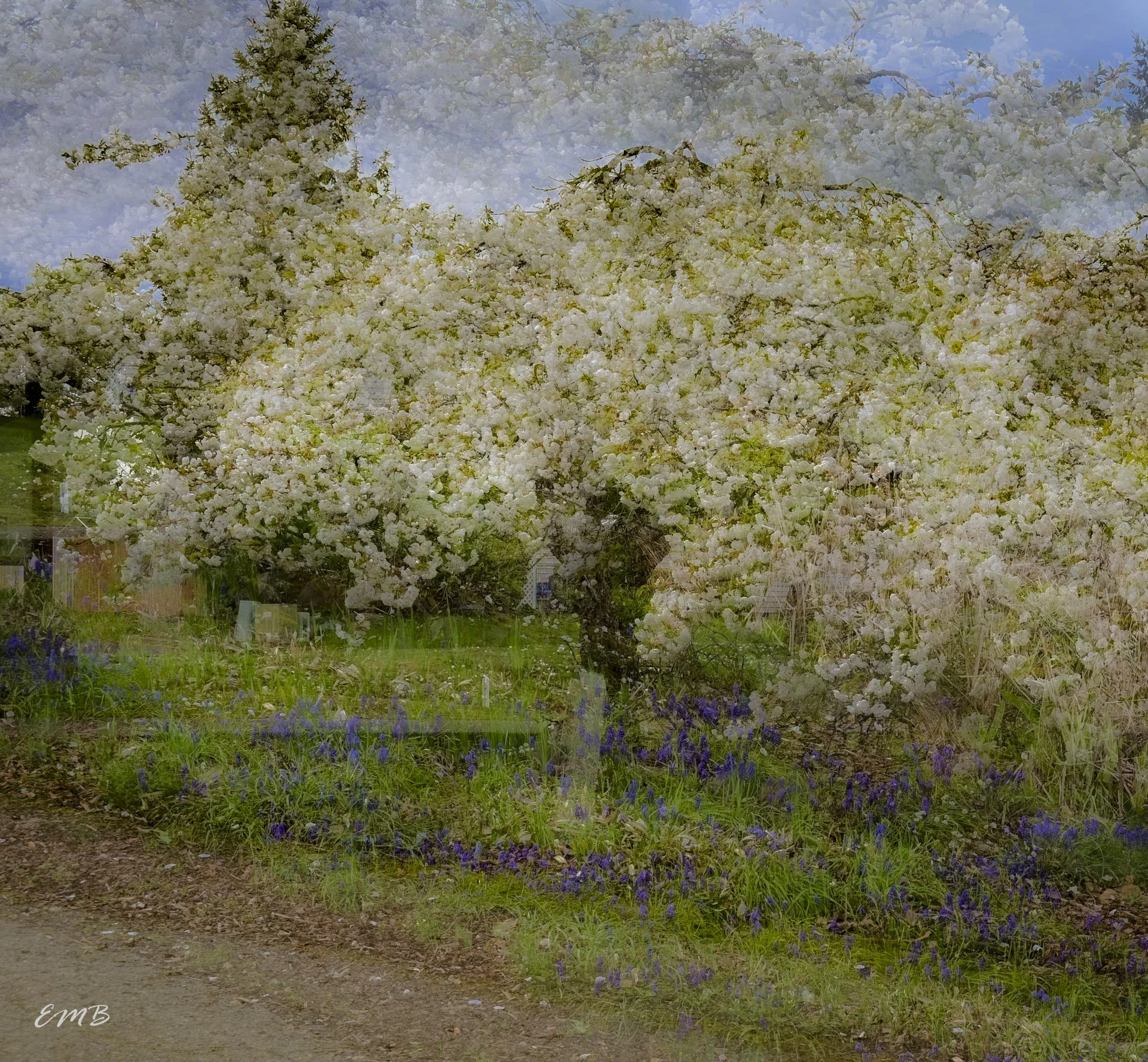 Impressions of fruit trees
