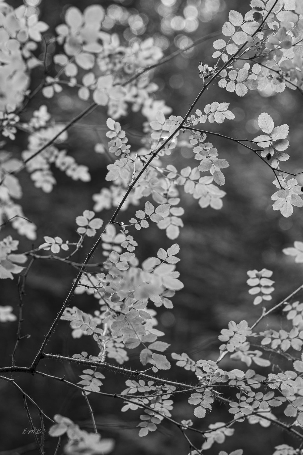Light caught on leaves