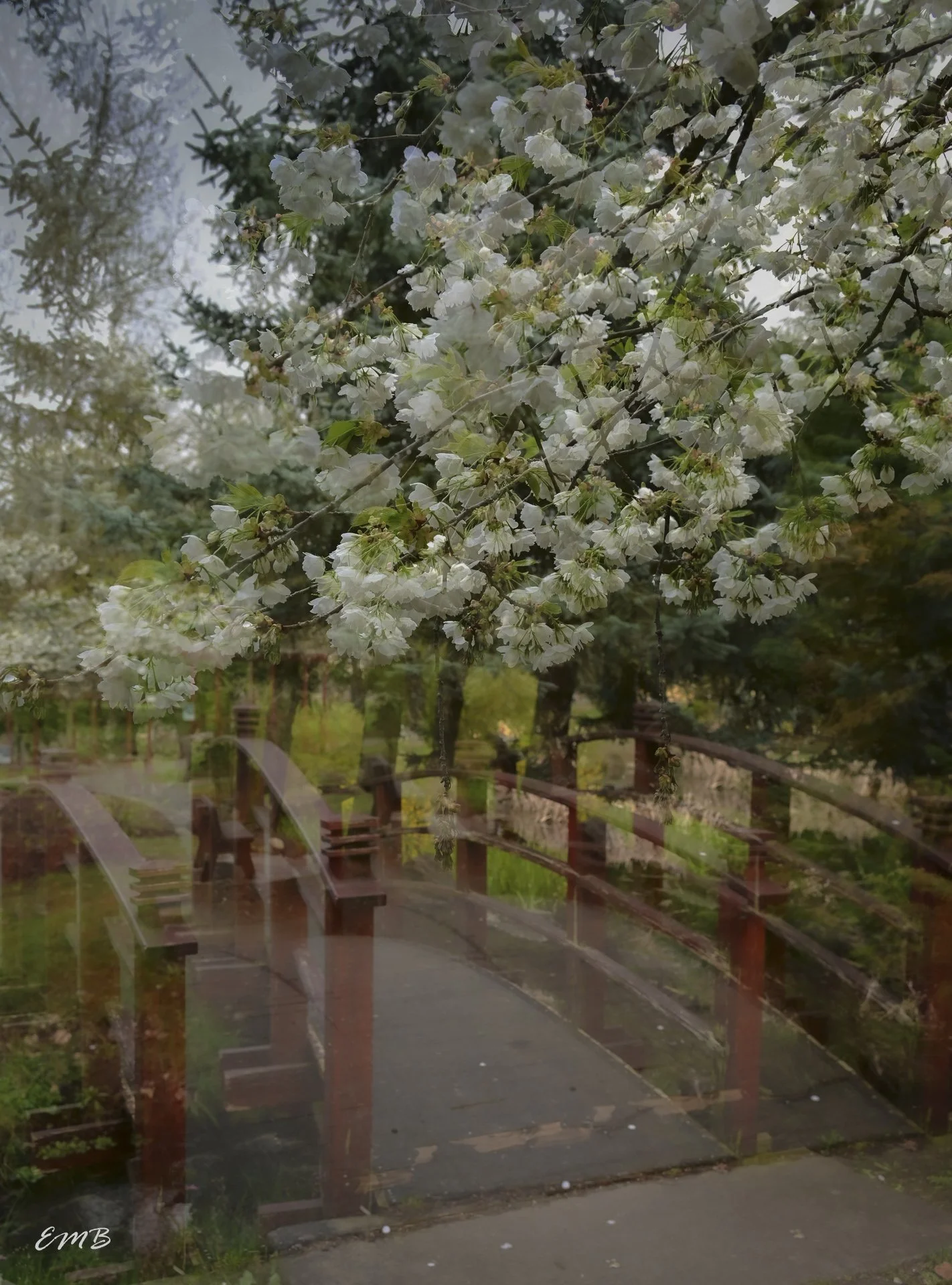 Cherry blossoms and bridge