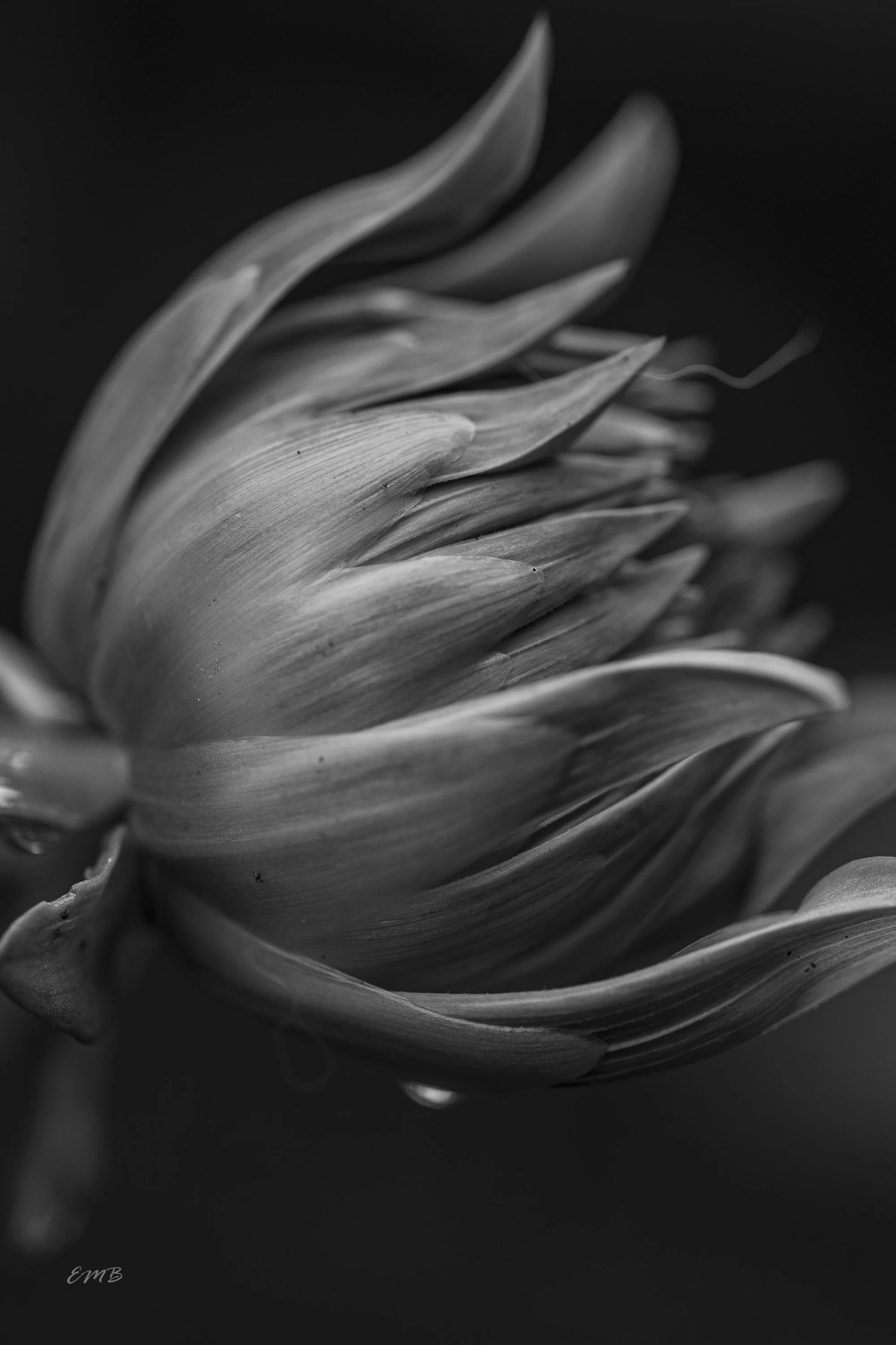 Dahlia close up
