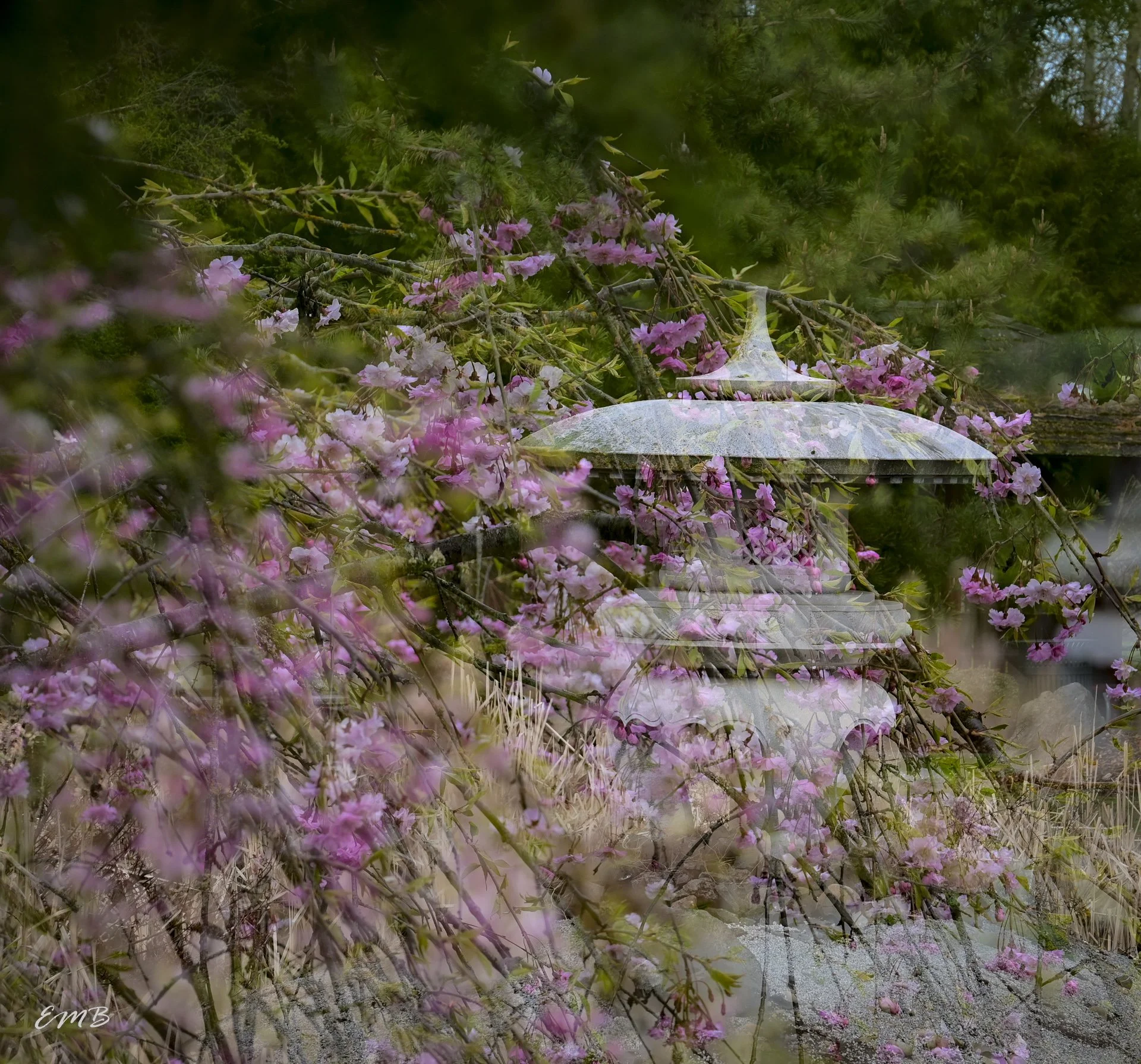 Double Exposure Temple with Cherry blossoms