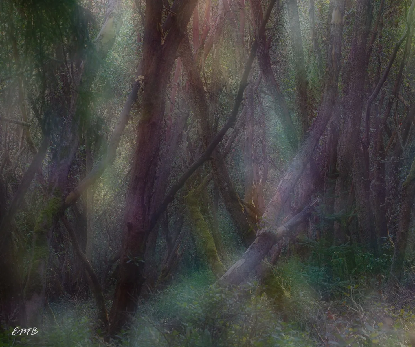 Intentional Camera Movement in the Madrona Grove
