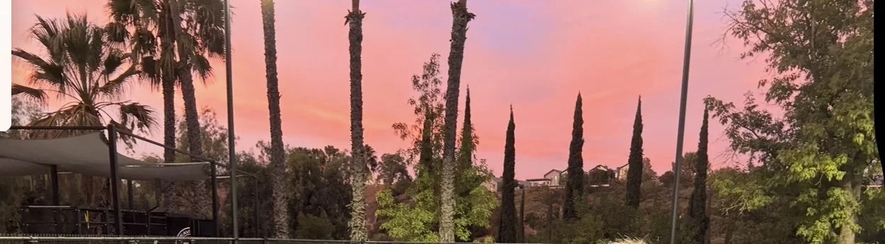 Pink and purple sunset sky over tall palm and cypress trees, with houses in the distance.