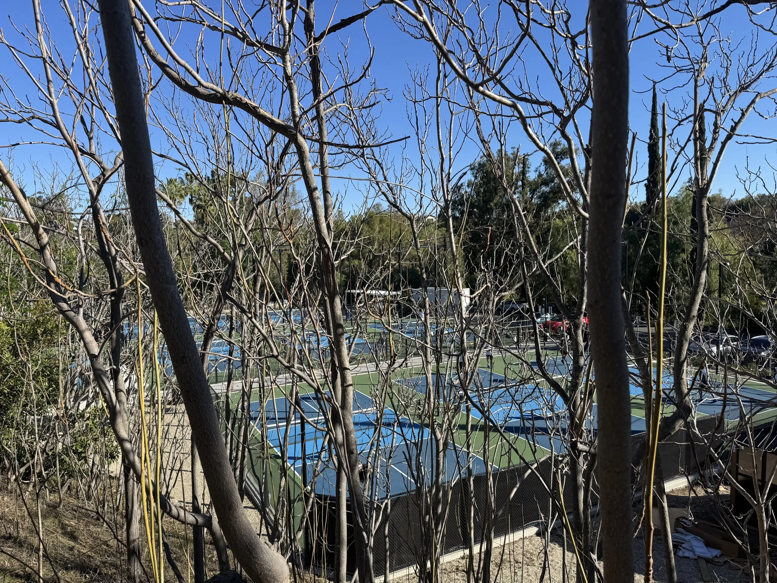 A tennis court complex seen through leafless tree branches in the foreground, with multiple blue and green tennis courts, parked cars, and trees in the background under a clear blue sky.