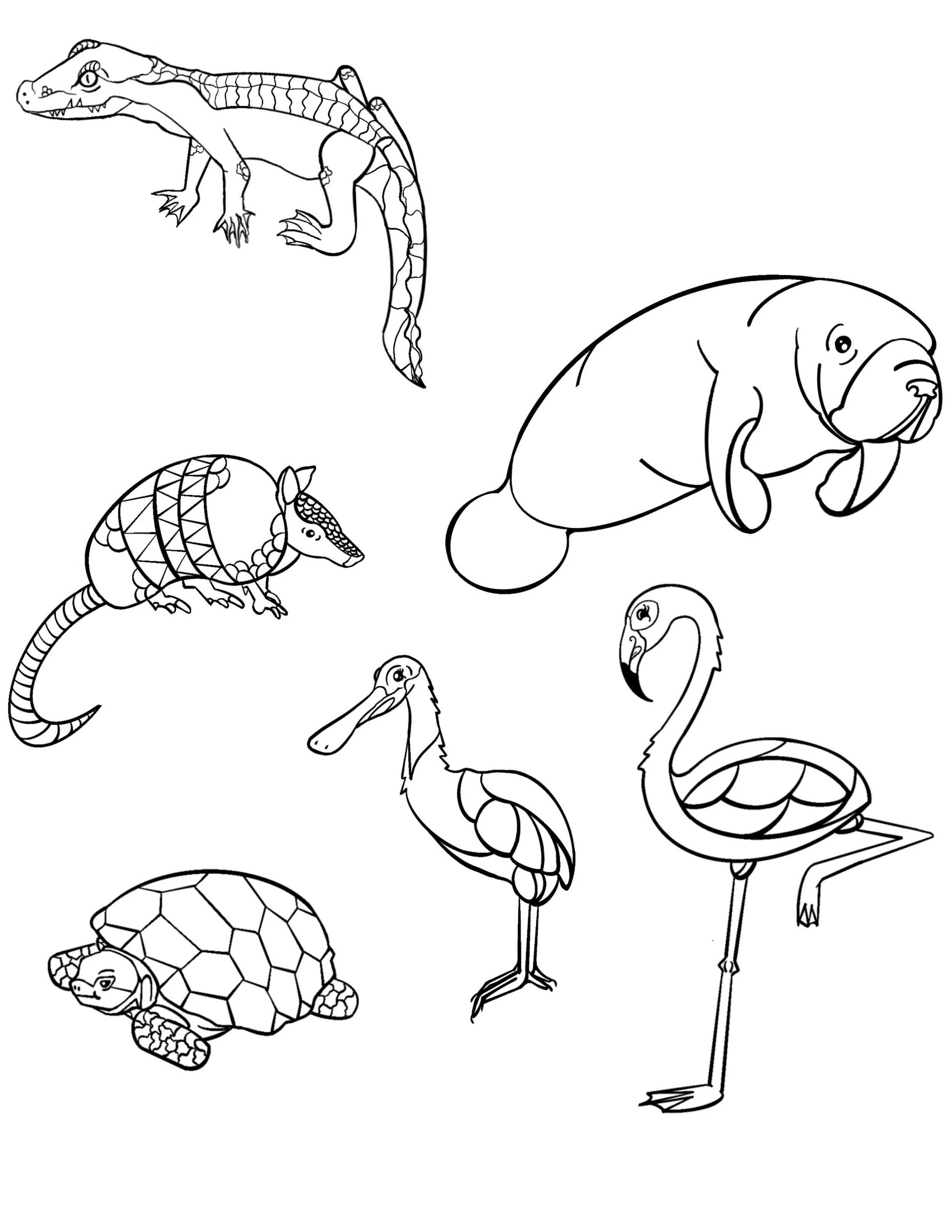 A colouring sheet feauturing local Florida wildlife.