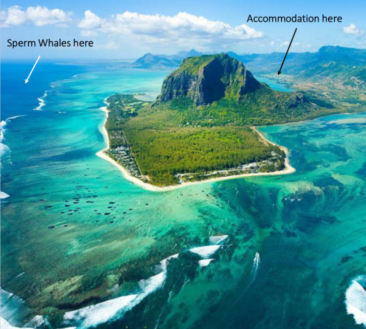Aerial view of a tropical island with a mountain, surrounded by turquoise waters. The island has a forested area and beachfront. The image has labels indicating 'Sperm Whales here' in the water on the left side and 'Accommodation here' on the land near the mountain.