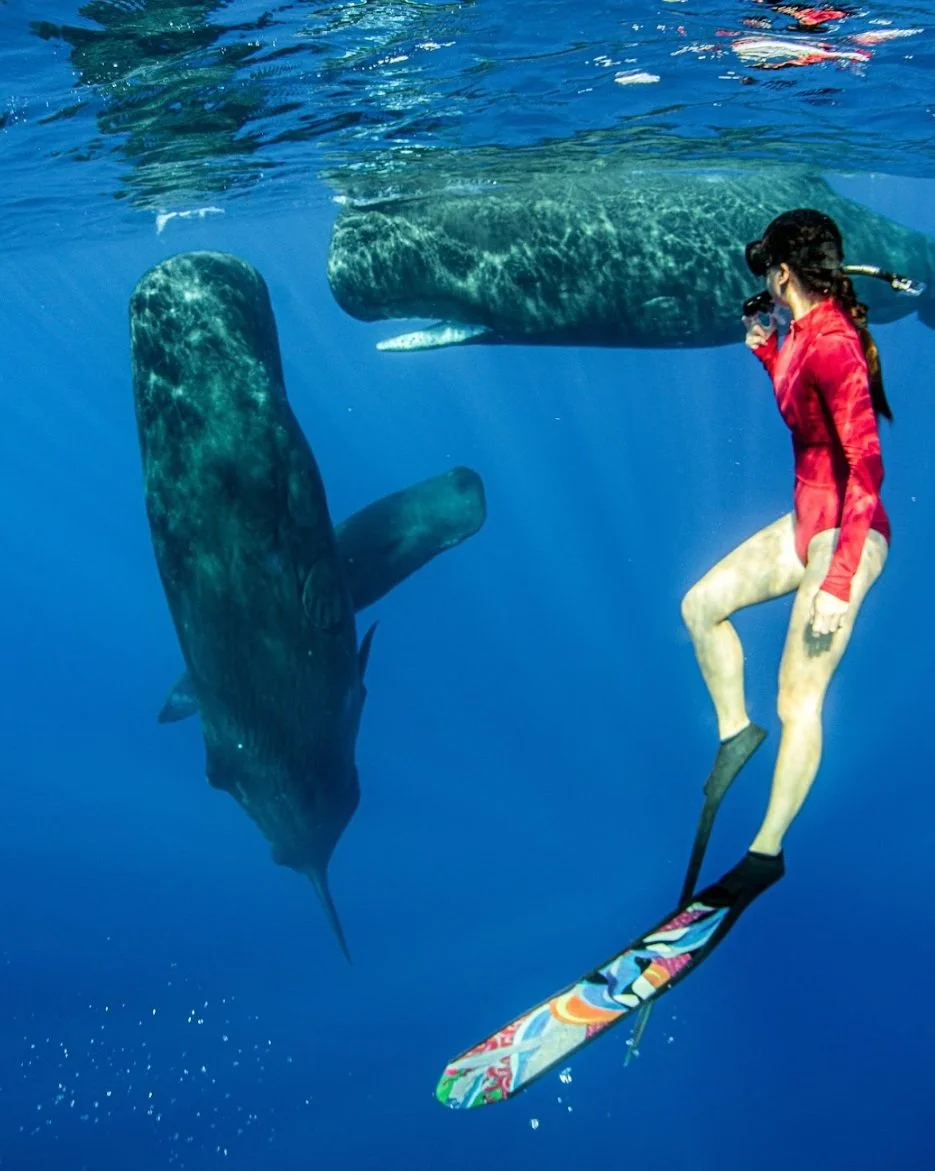 whale watching whale swimming