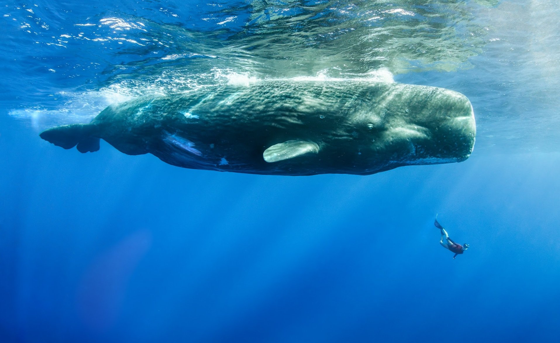 A diver swimming near a large whale underwater in the ocean, Mauritius