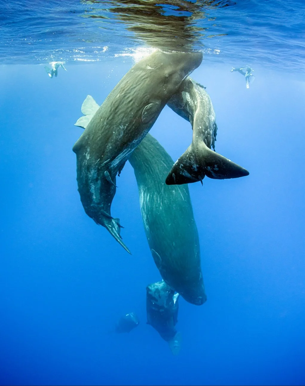 Mauritius sperm whales swimming underwater, with Mauritius whale watchers nearby, in clear blue ocean water.