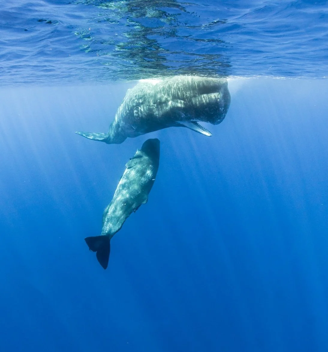 Two whales, one adult and one calf, swimming underwater in the ocean in Mauritius. Whale swim
