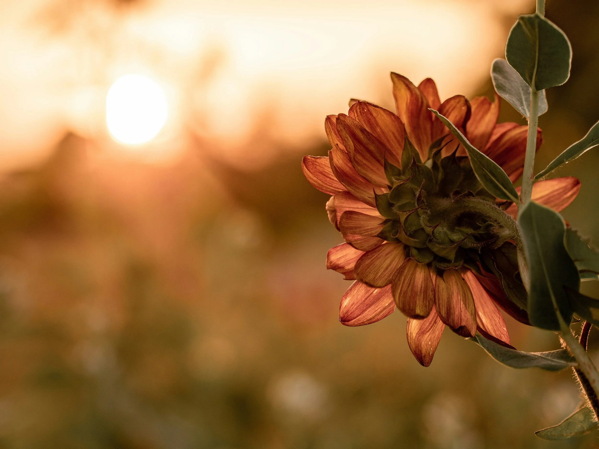 This image is of an orange flower in full bloom.  It is facing the rising sun.