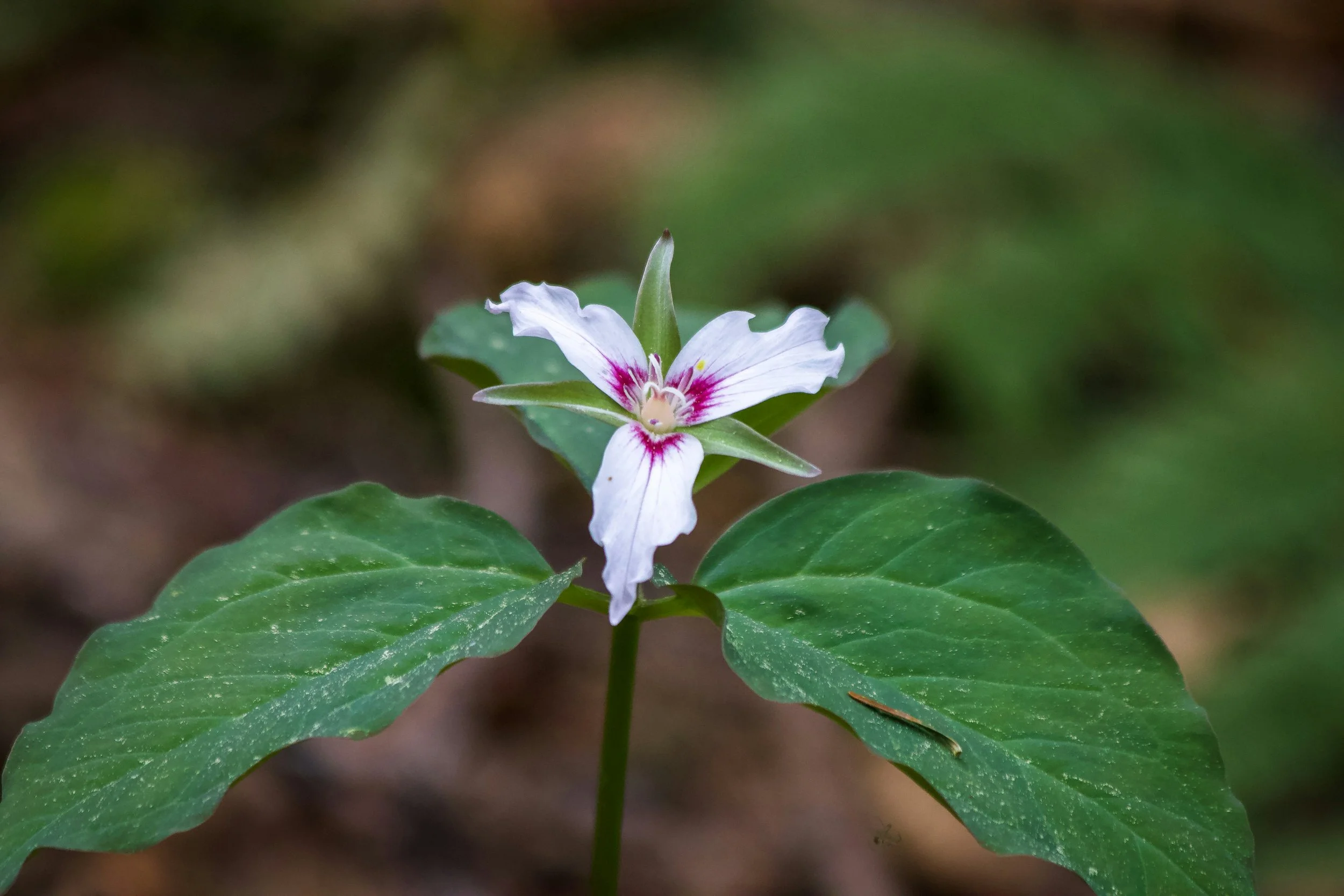 This image is the flower Trillium.  It has three leaves and symbolizes giving birth and helping mothers who need support in pregnancy.