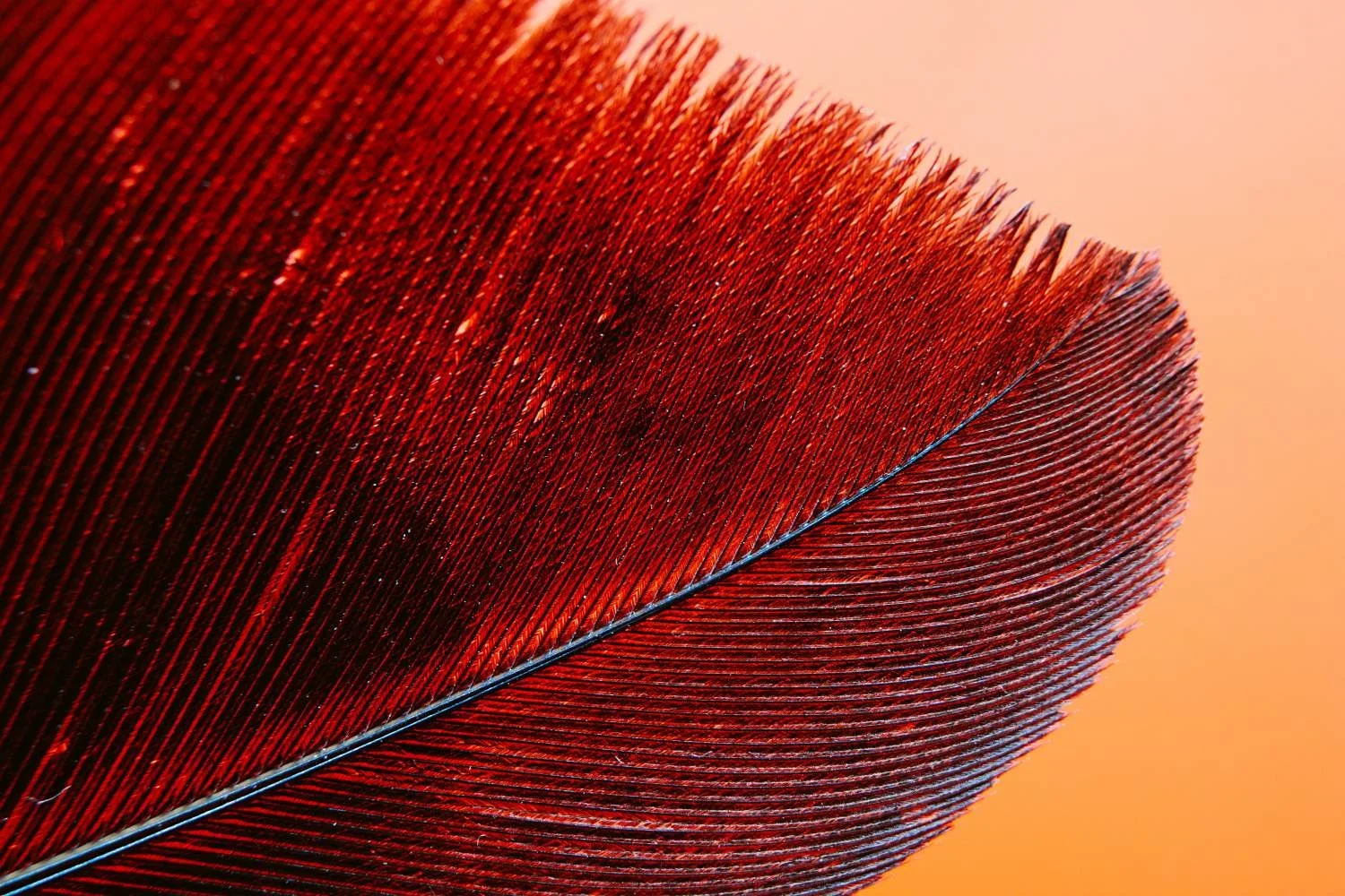 Close-up of a red feather with detailed barbs and a blue central shaft on an orange background.