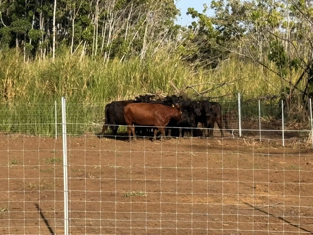 Group of black and brown cows in a fenced pasture with tall grass and trees in the background.