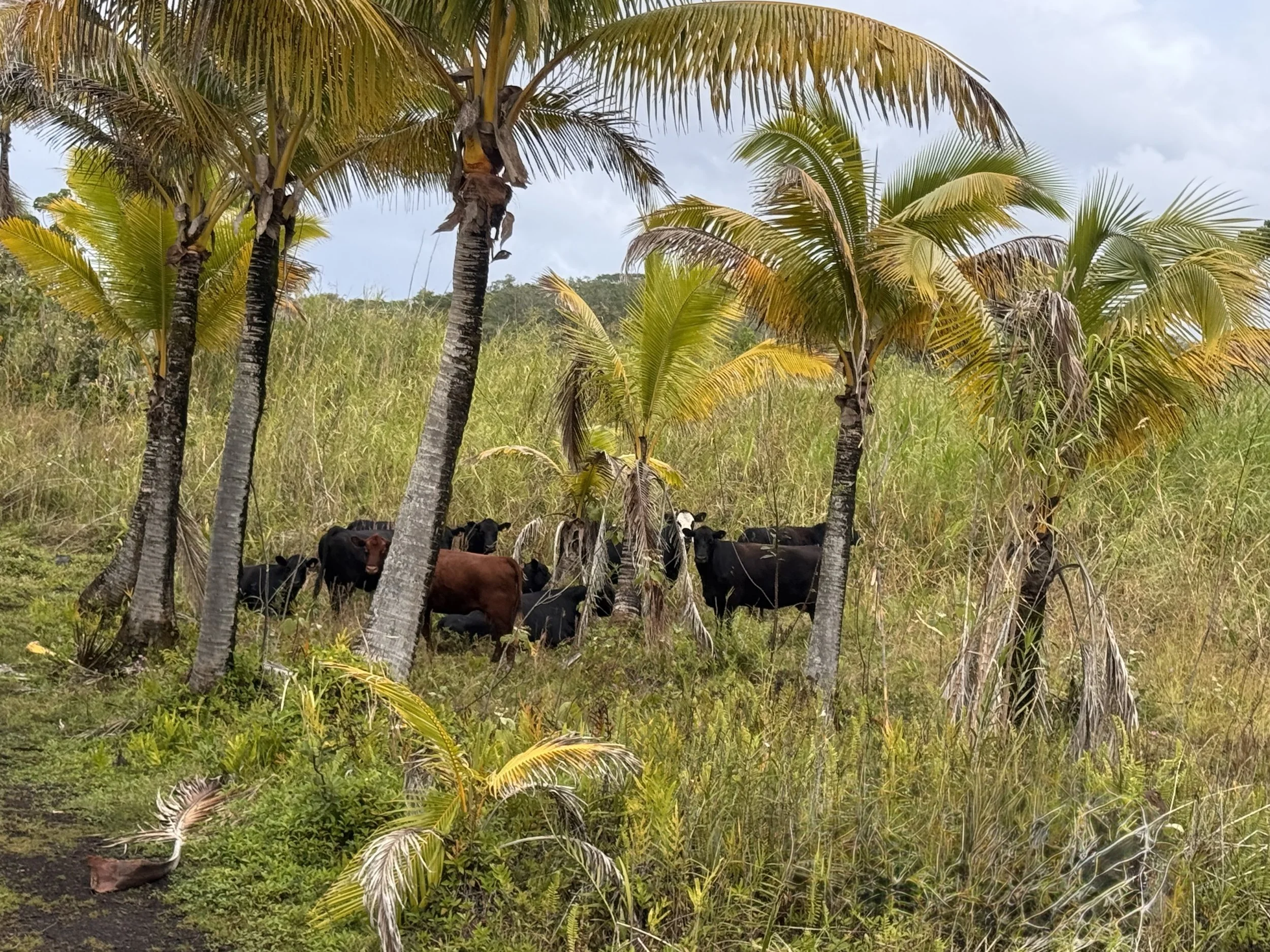 Cattle grazing under a cluster of palm trees in a grassy field during daytime.