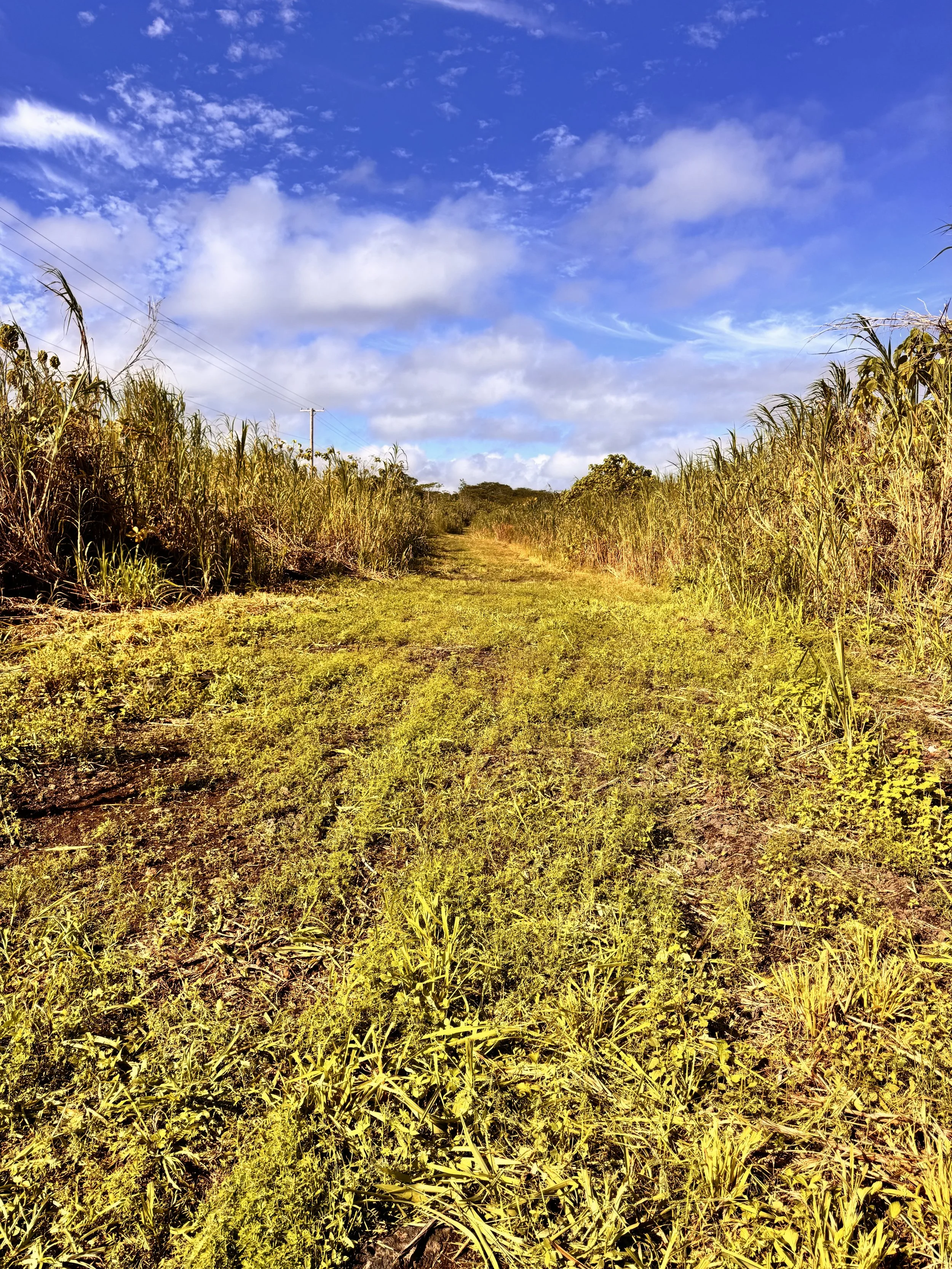 A dirt path through tall grass and sugarcane under a partly cloudy blue sky.
