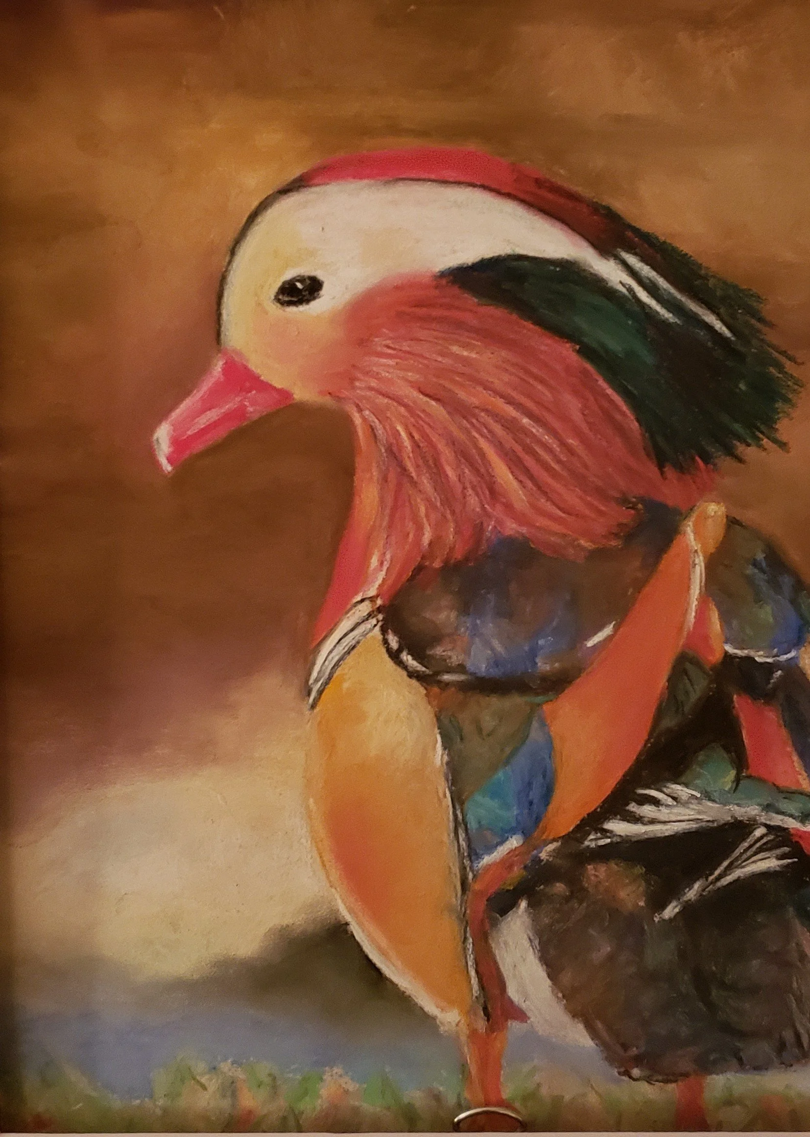 Mandarin duck, study, pastel.
