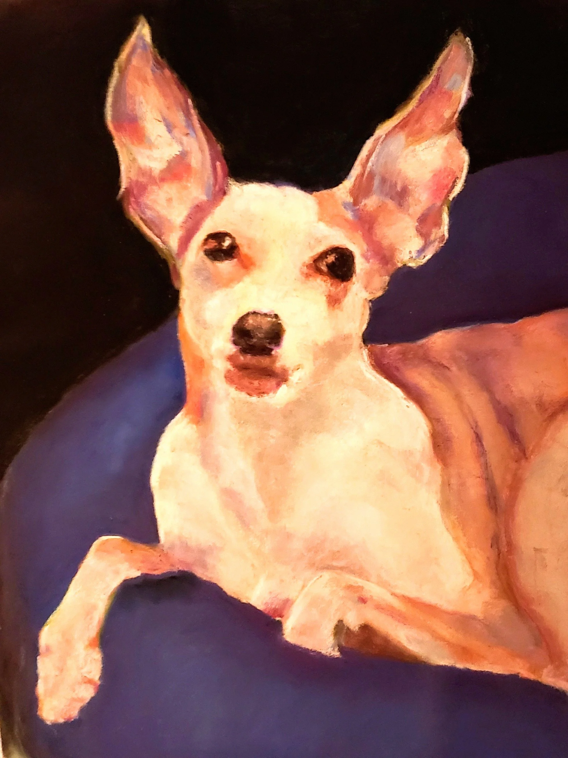 Bullet, mini-greyhound, pastel.