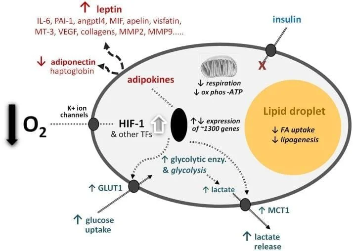 Oxygen-A Critical, but Overlooked, Nutrient - PubMed (nih.gov)