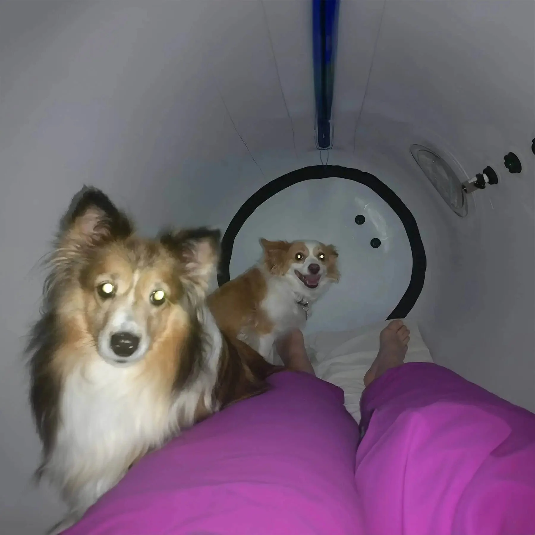 newtowne-hyperbaric-chamber-white-dogs-interior.jpg