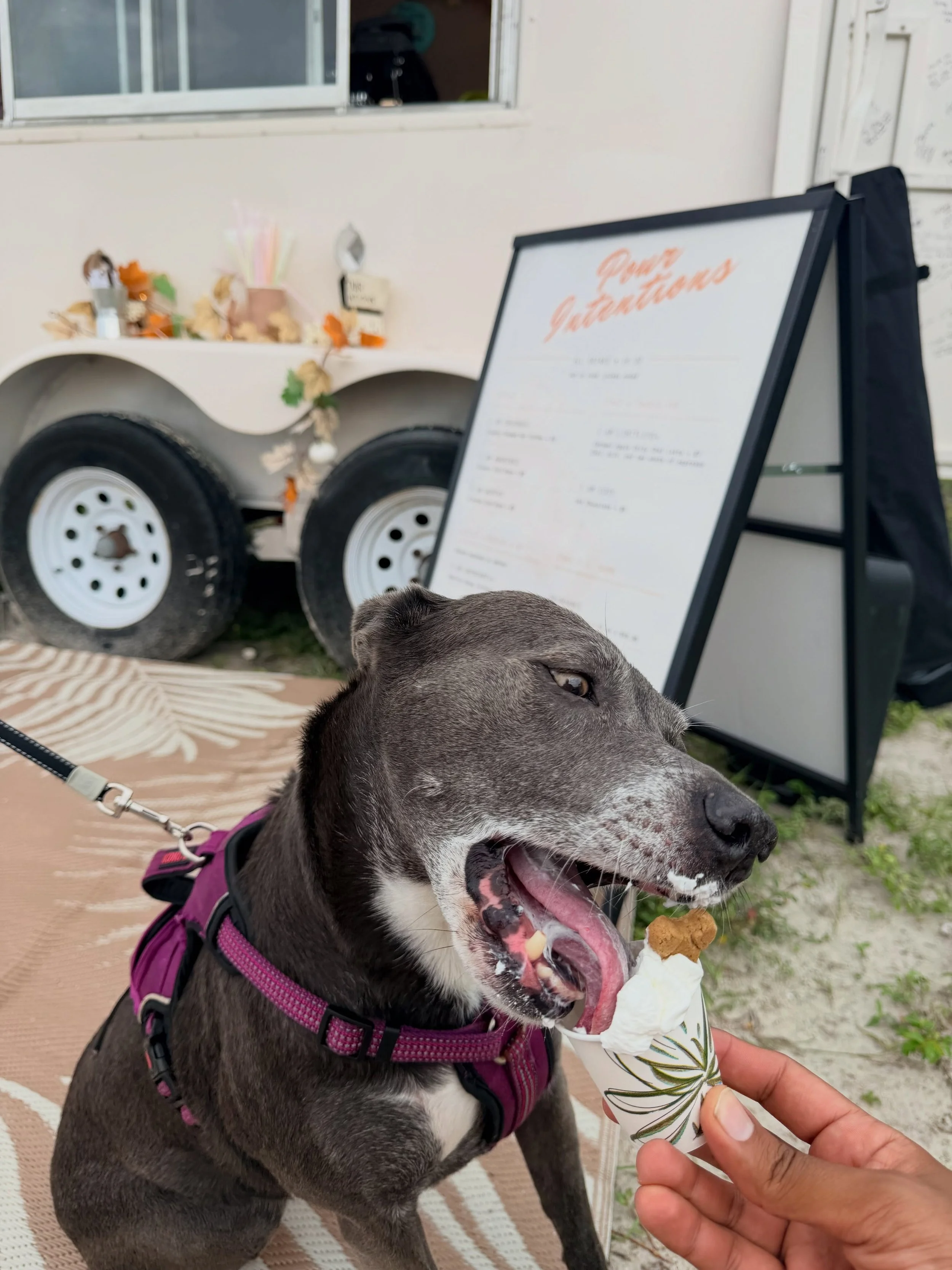 Looks like our coffee trailer is Stormy approved! 🐾☕

Pour Intentions is open Thursday&ndash;Sunday, 7 AM&ndash;1 PM at Little Harbor with one exception this week!

On Sunday, October 18, find us at Apollo Beach Parks &amp; Rec for the Apollo Beach 