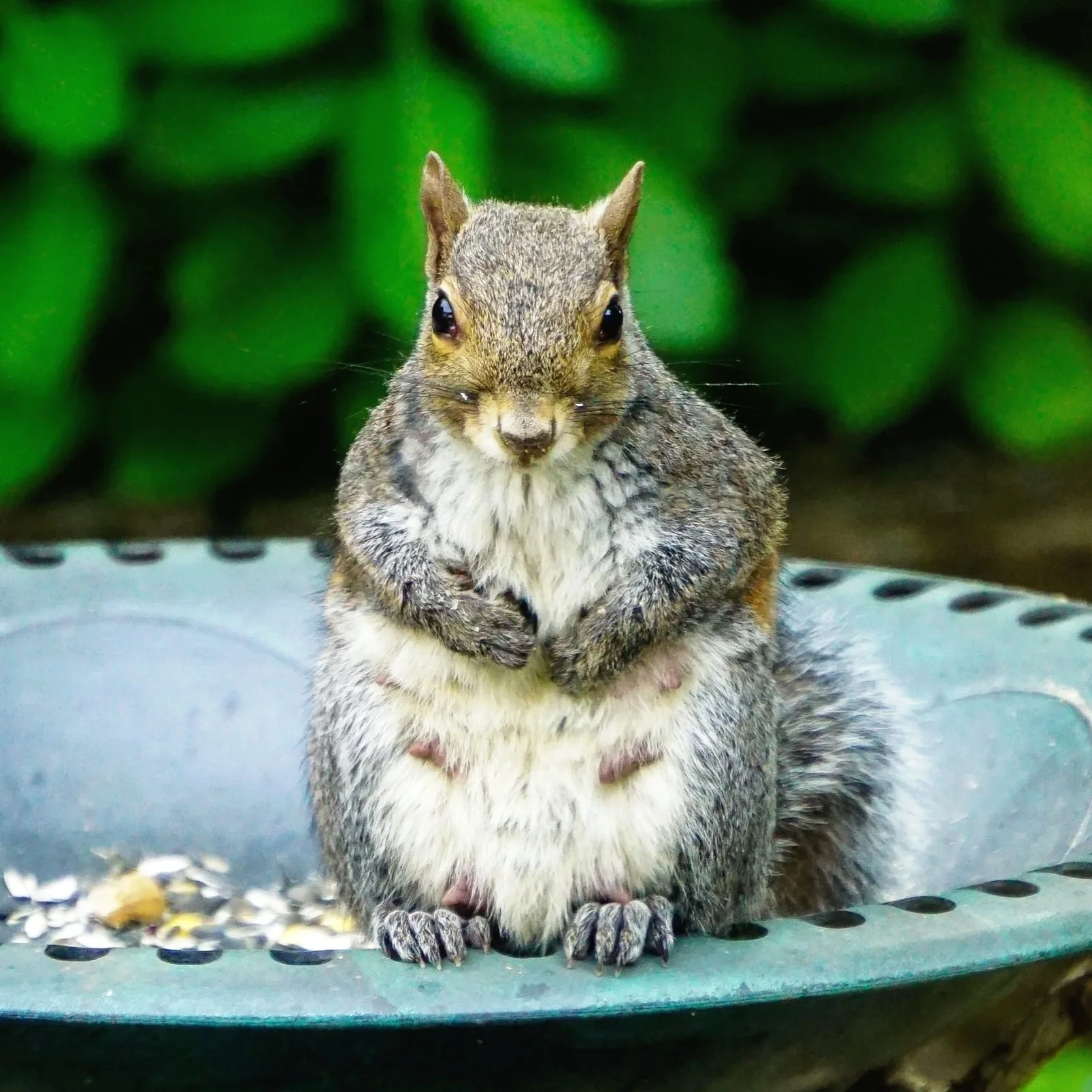 A squirrel sitting on a bird feeder with plants in the background.