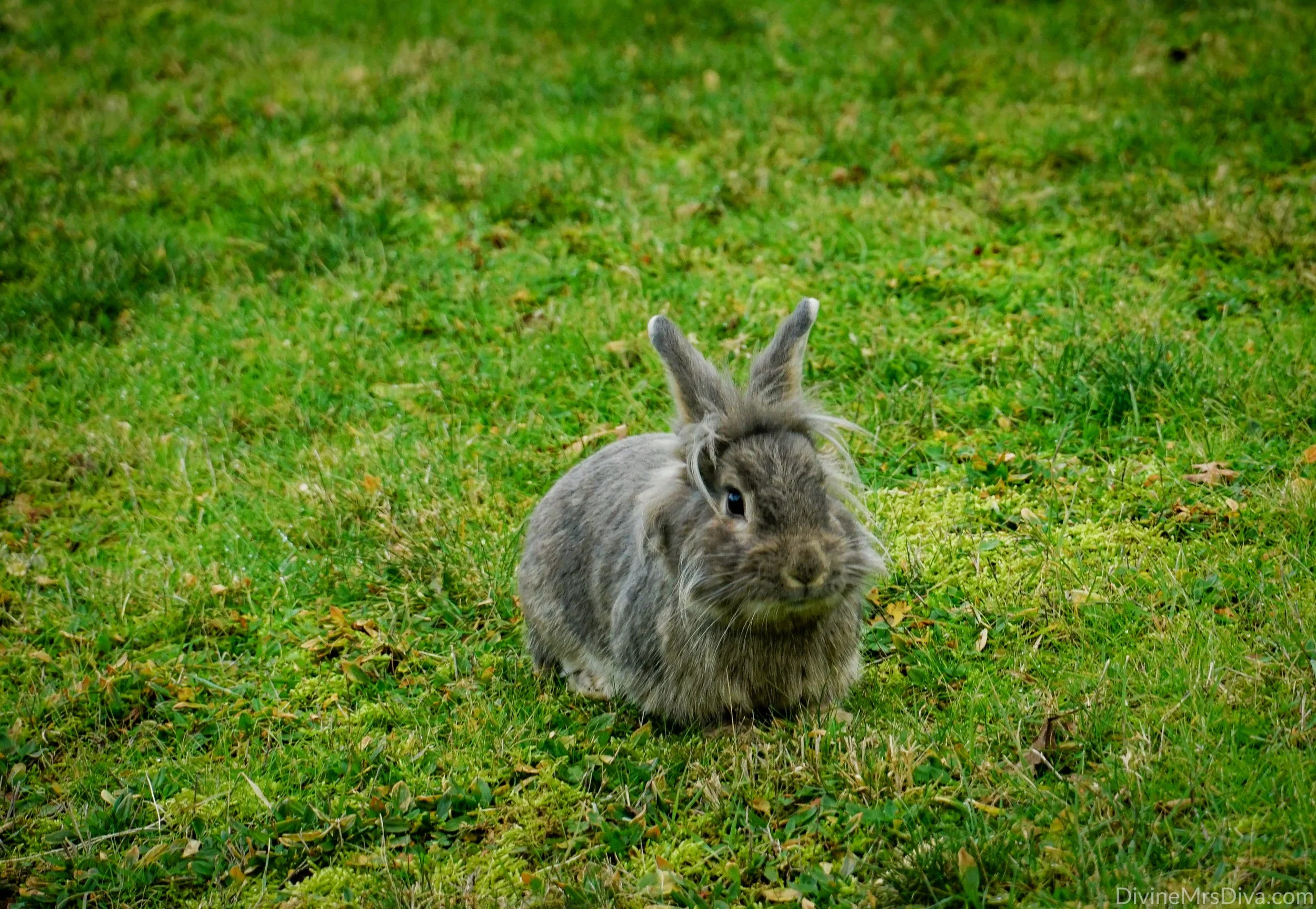 Neighborhood Bunny Watch: Meet Gandalf, Cookie, Peanut Butter, & Merlin