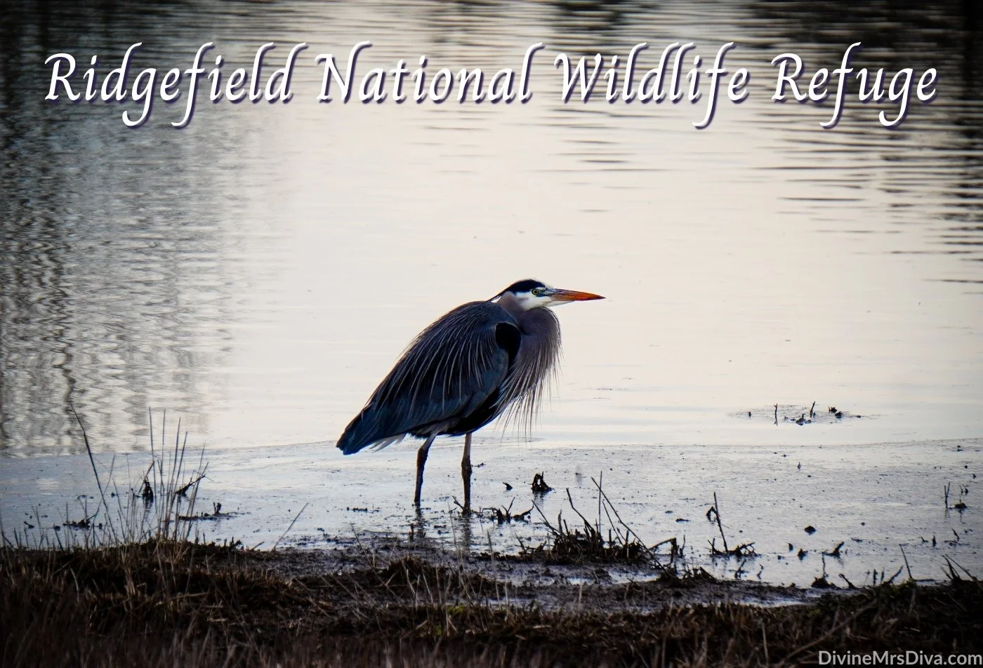 A Visit to Ridgefield National Wildlife Refuge