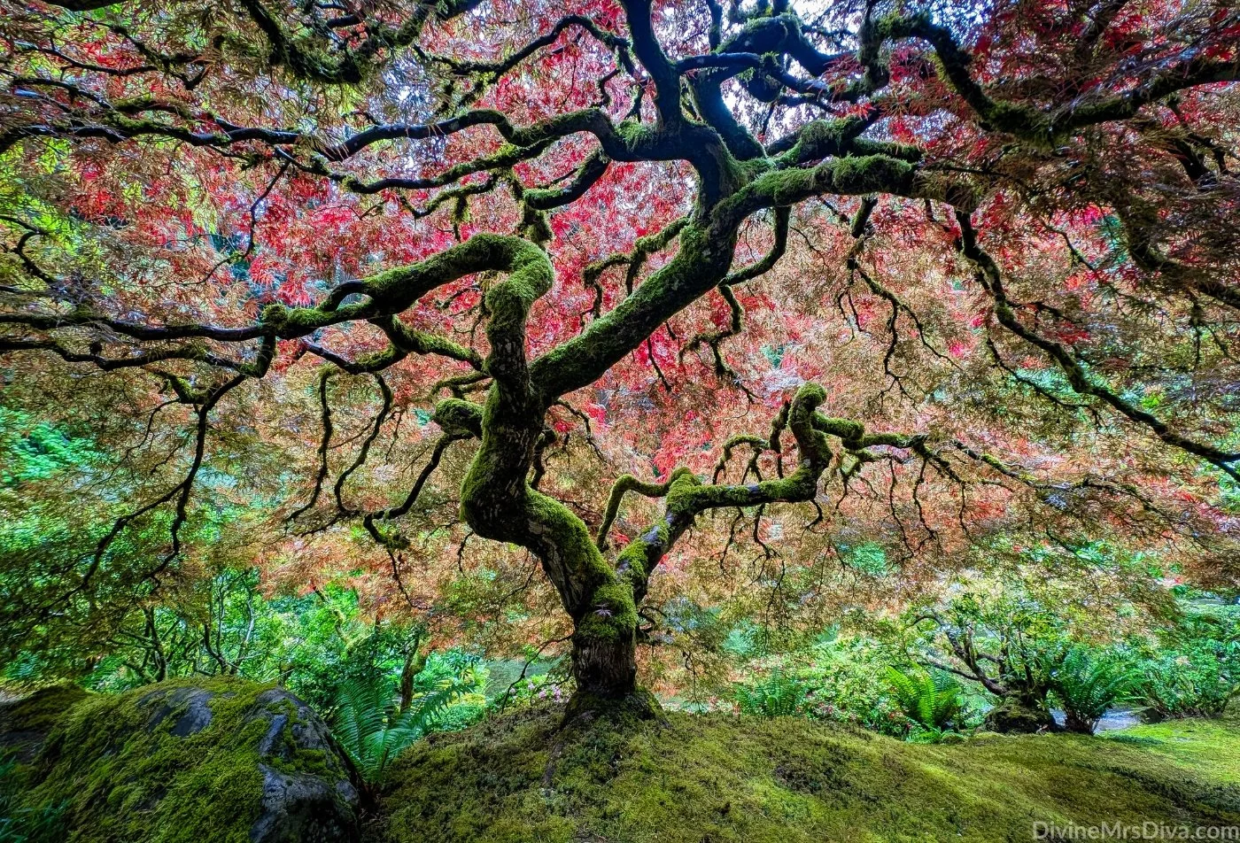 Visiting the Portland Japanese Garden