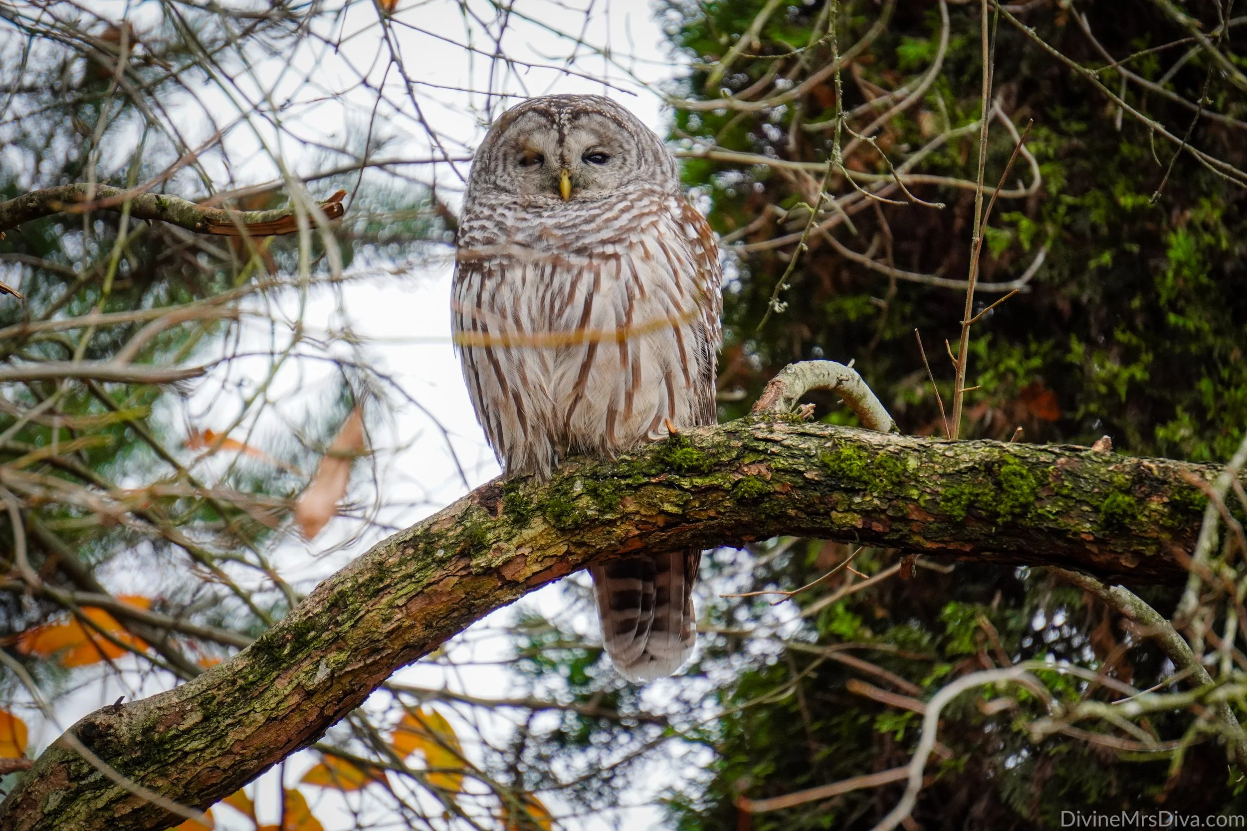 Community Center: Barred Owl Visit