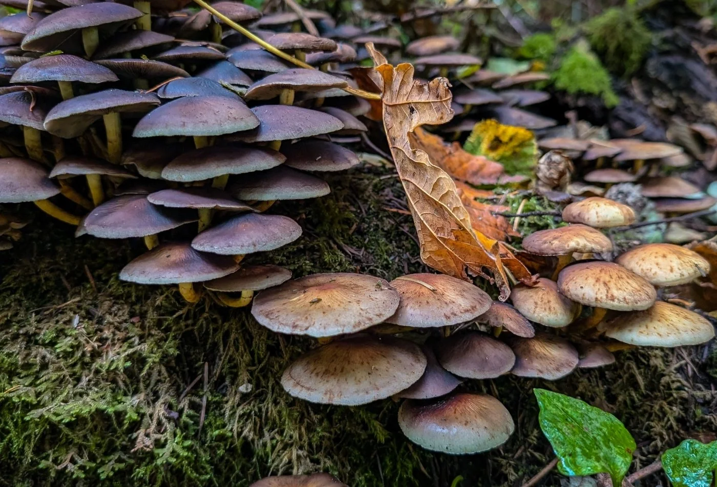 Walks in Nature: Mushroom Hike at Beacon Rock